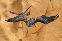 A falcon uses its talons to attack the head of a larger pelican in mid-air.