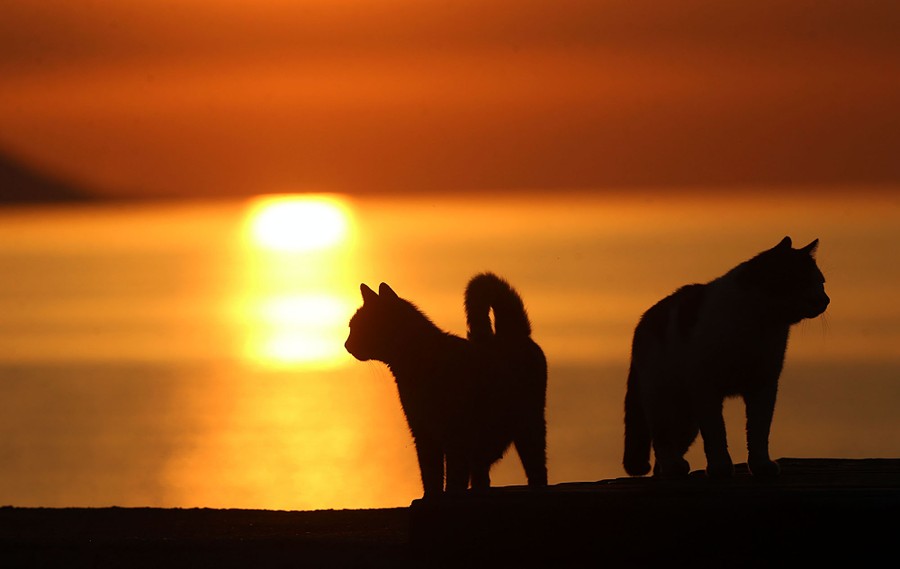 Two cats are seen at sunset.