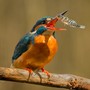 A kingfisher catching a stickleback
