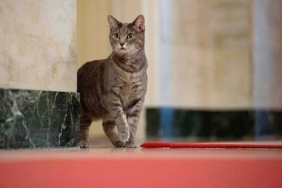 A gray tabby cat is seen standing in a hallway.