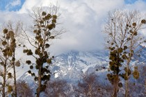 Mistletoe in trees in Switzerland in front of a cloudy, snowy mountain