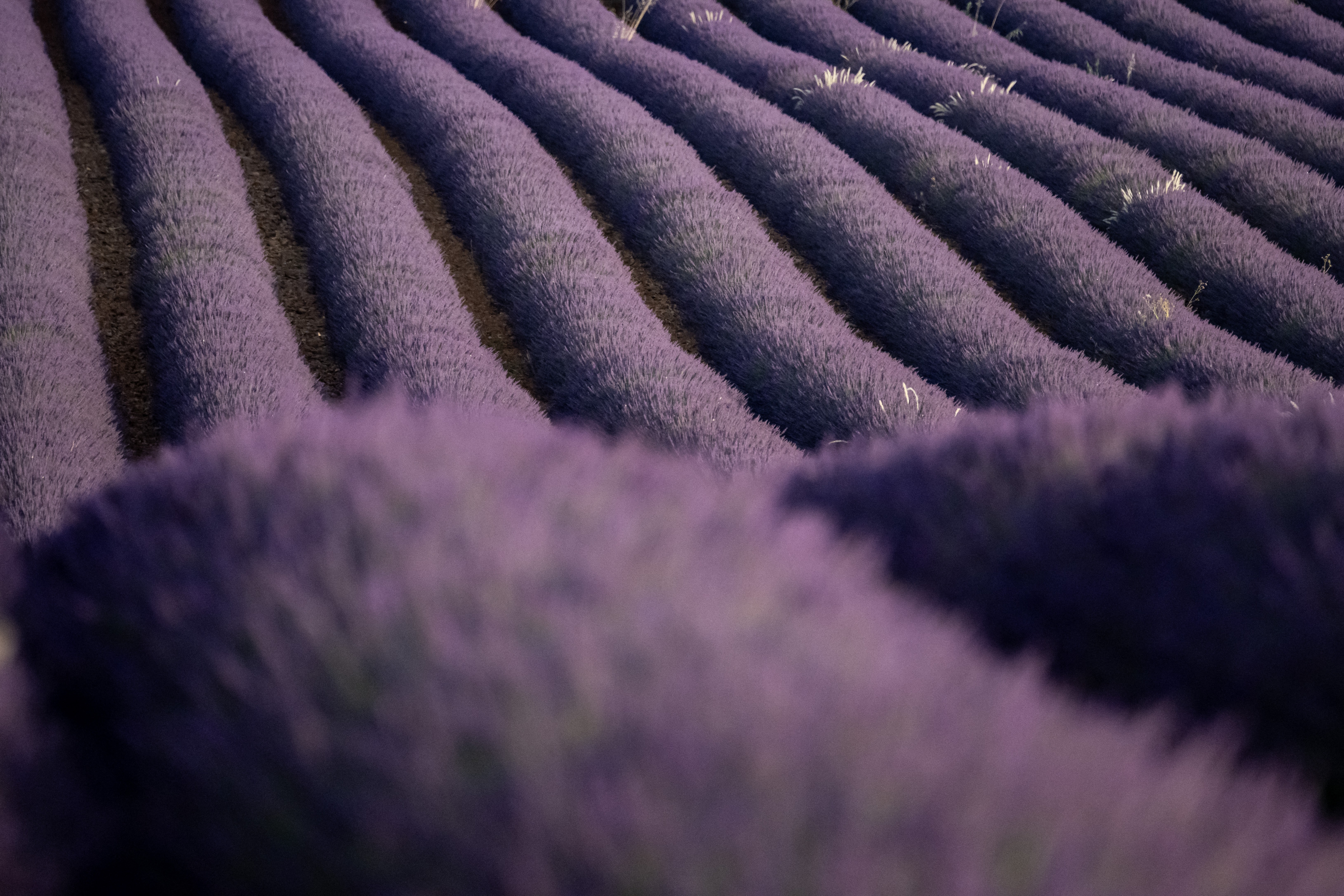 Rows of purple lavender, growing in a field on gentle hills