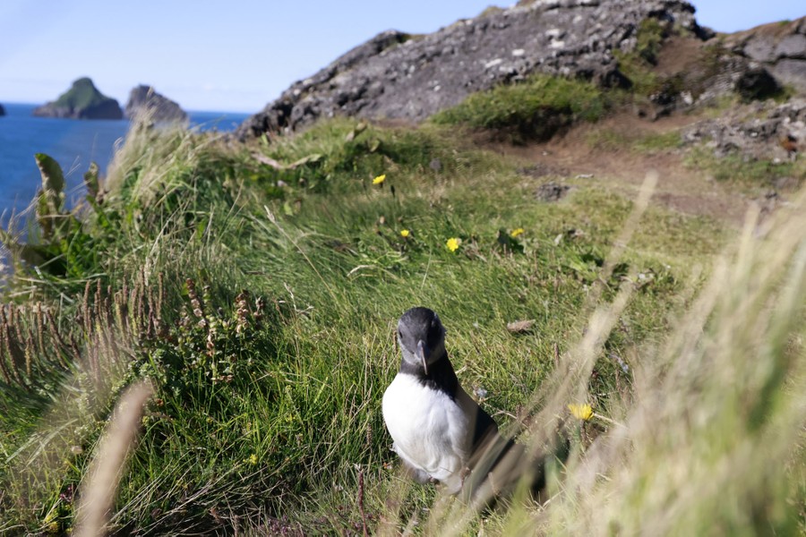 A young bird stands in grass at the top of a sea cliff.