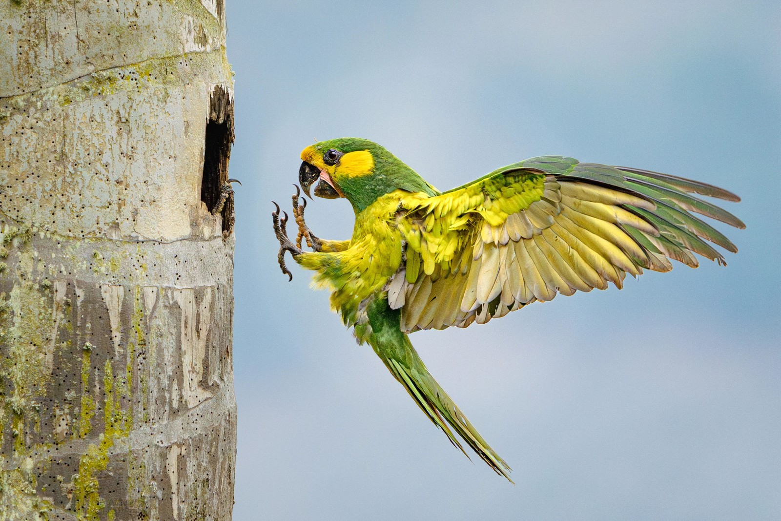 A parrot with lime green plumage and bright yellow cheeks flies with wings outstretched toward its nest in a dead wax palm tree. The parrot holds its legs straight in front of its body, and its mate’s toes peek out at the mouth of the cavity.