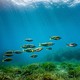 A school of green and yellow fish swim in shallow water.