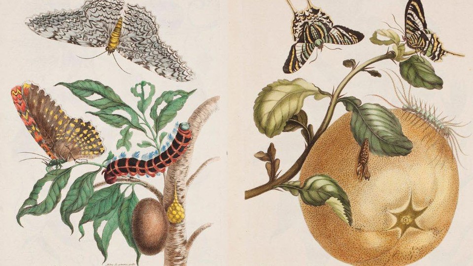 udrydde Pogo stick spring fangst Maria Sibylla Merian, The Woman Who Made Science Beautiful - The Atlantic