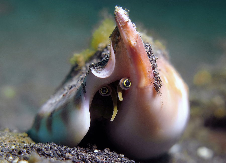 A snail peers out from beneath a small shell.