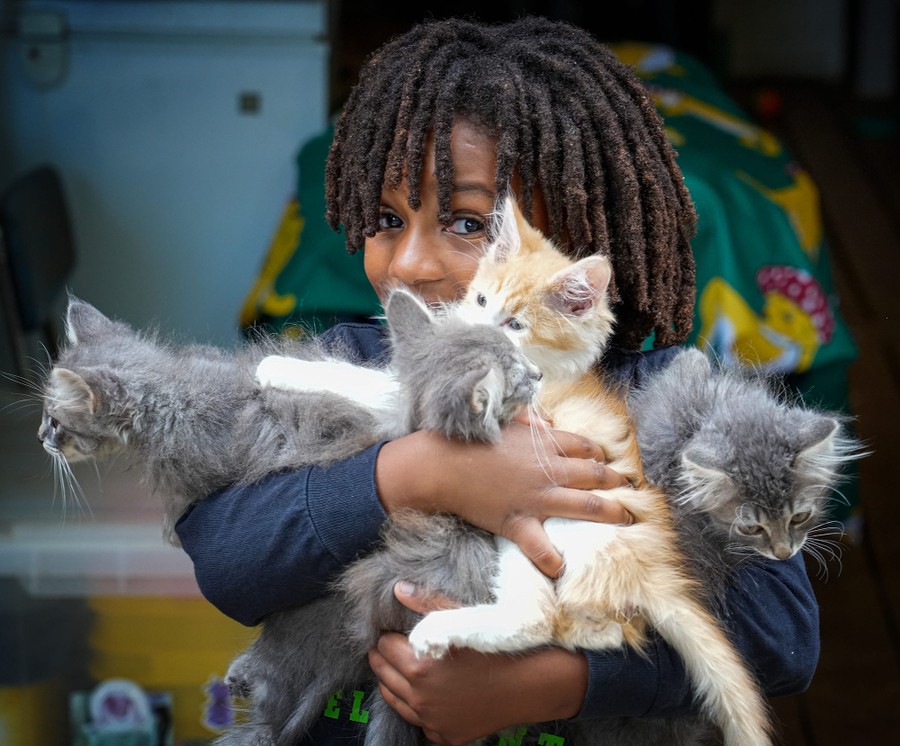 A child poses while holding four kittens.