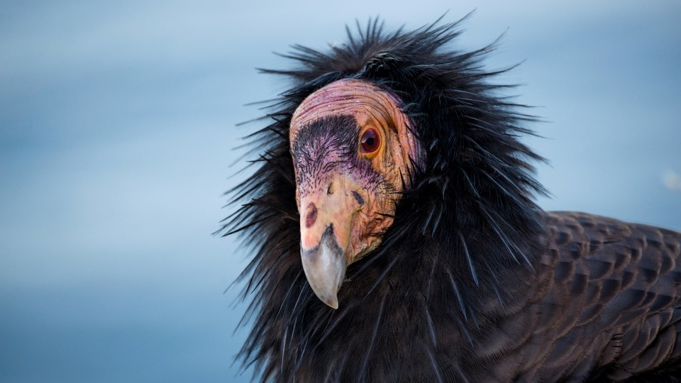 close-up photo of california condor