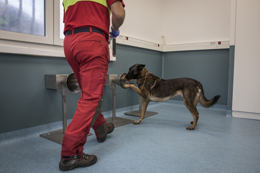 A dog makes a gesture to its trainer