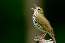 A singing ovenbird on a branch