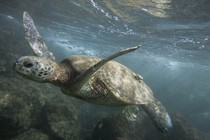 A green sea turtle is seen off the coast of Oahu, Hawaii, in 2006.