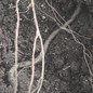 A black and white photo of an earthworm in the soil