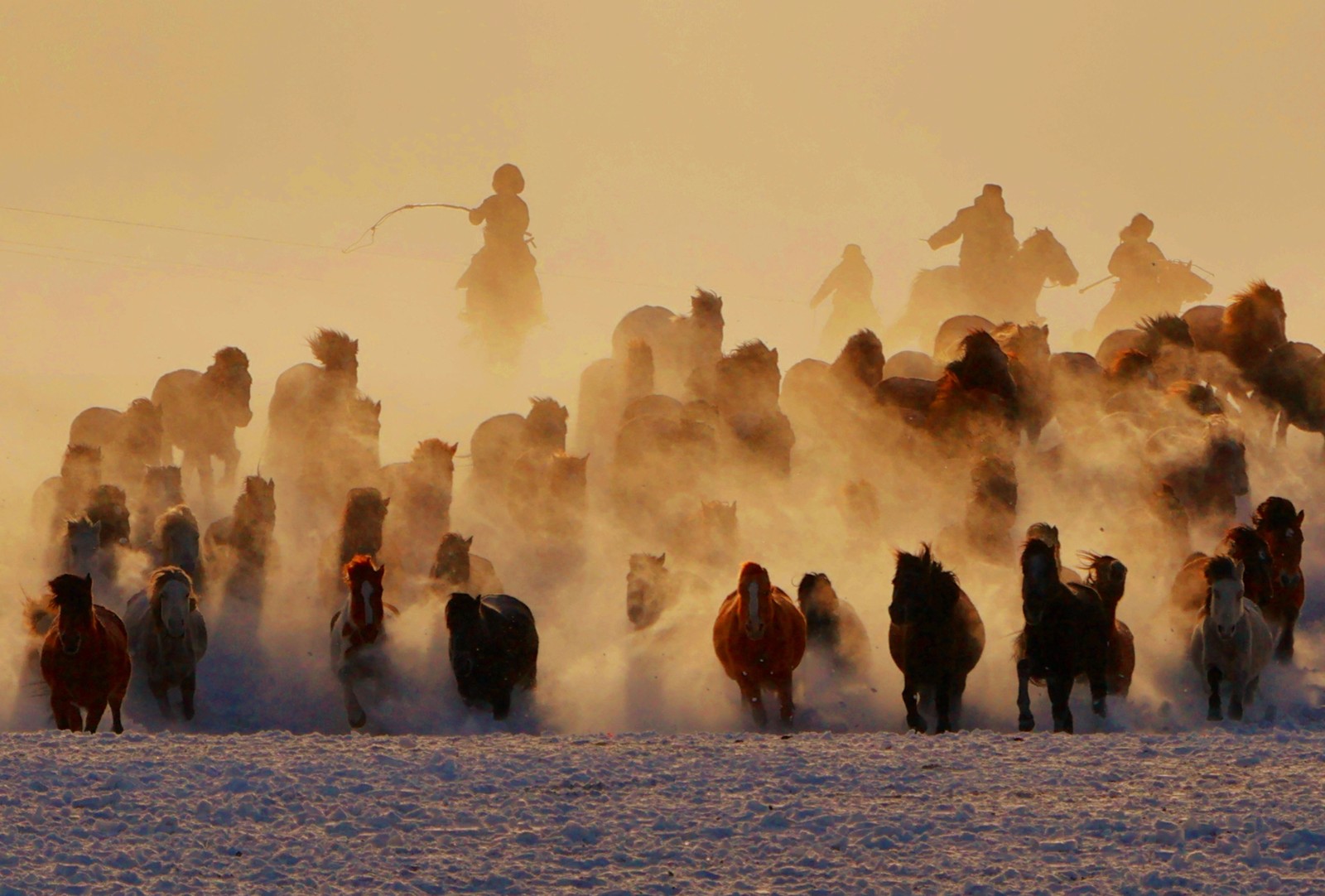 A distant view of a herd of horses galloping over snow-covered grassland.