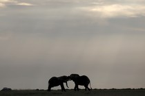 Elephants play against a hazy sky.