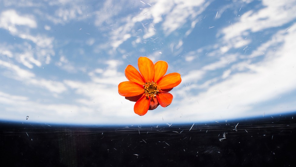 How Astronauts Grow Plants in Space The Atlantic