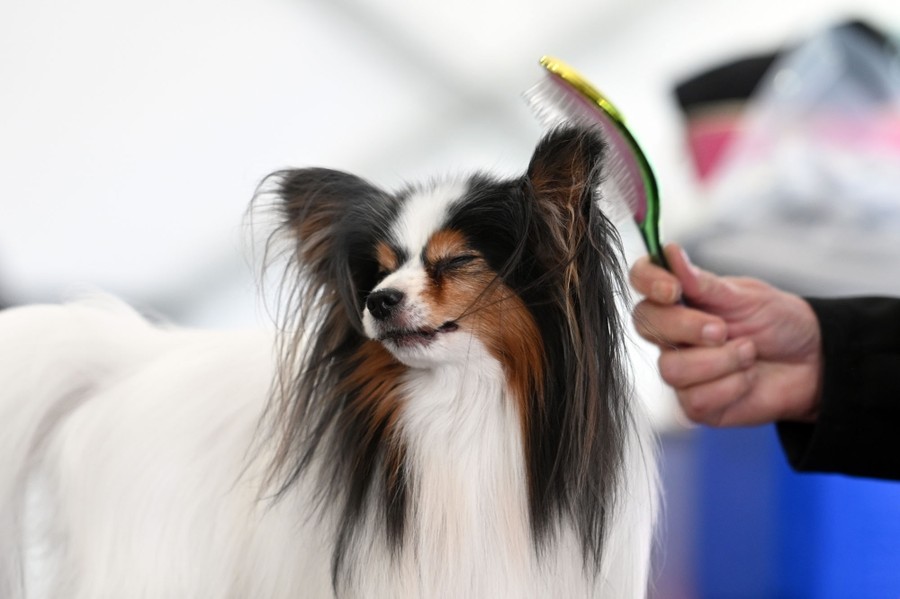 A small dog winces as it is brushed.