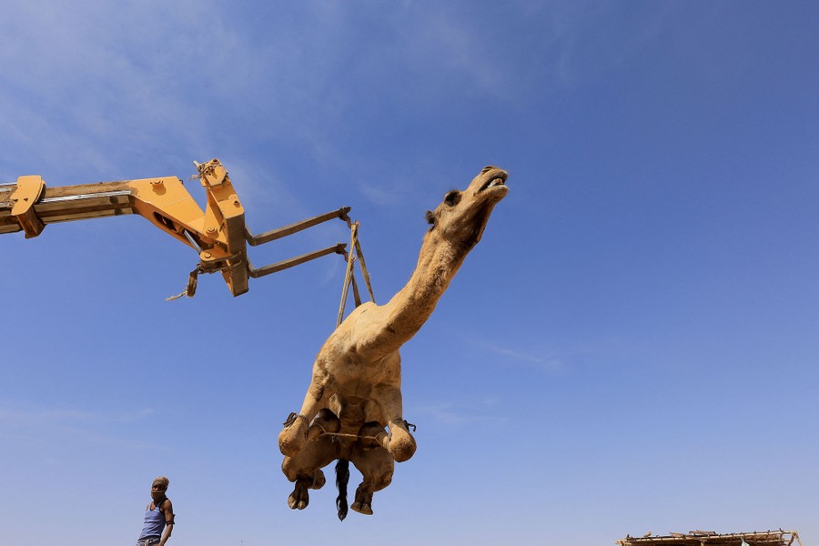 A camel is lifted into the air by a loading machine.