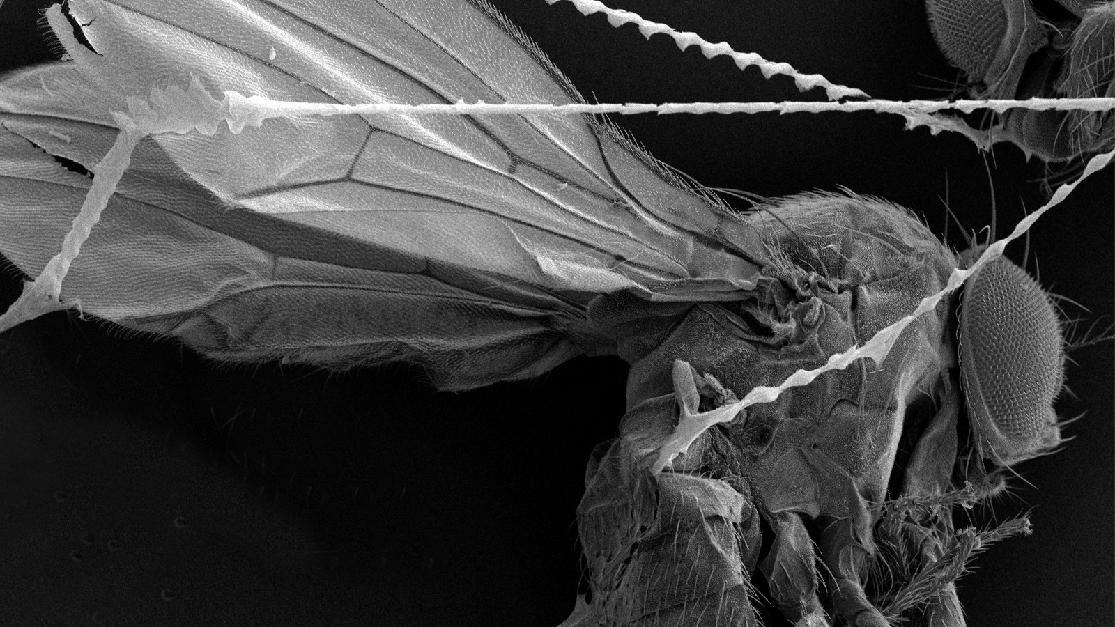 The Spider Web That Gets Stronger When It Touches Insects - The Atlantic
