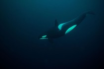 An orca whale is seen swimming in a dark ocean, photographed underwater.
