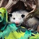 Basil the one-eyed opossum sits on a green fleece blanket under a tree