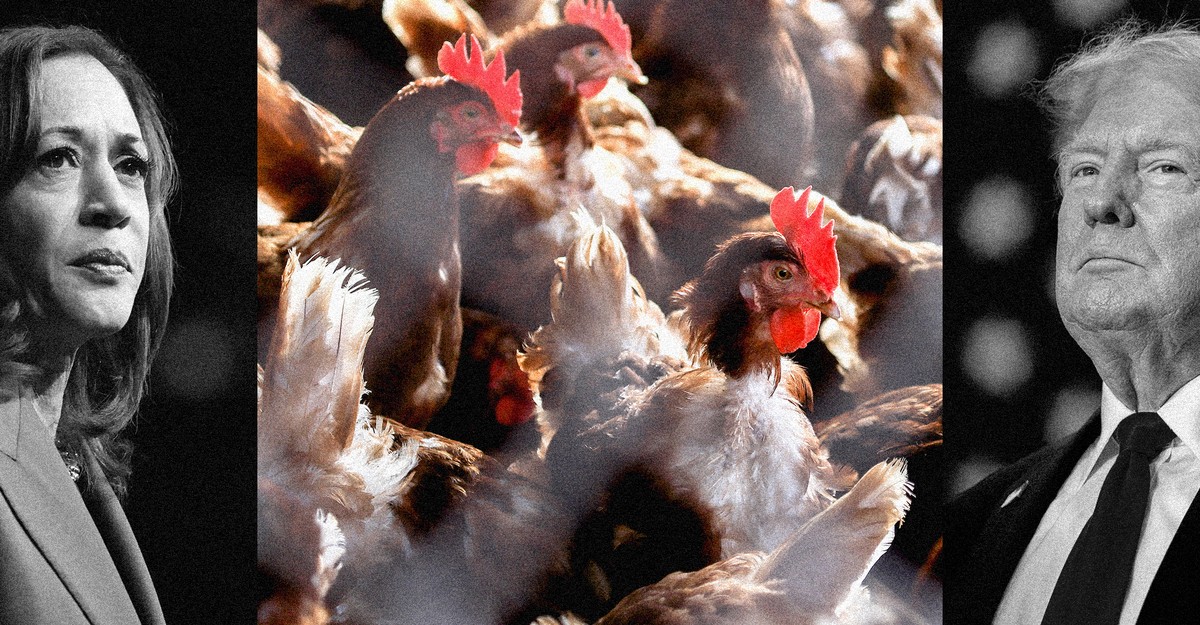 The Next President Will Have to Deal With Bird Flu