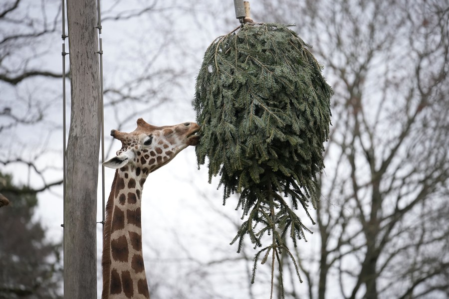 A giraffe grazes on a discarded Christmas tree that hangs upside down in its zoo enclosure.