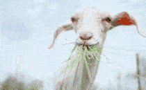 Short video of a goat chewing on grass