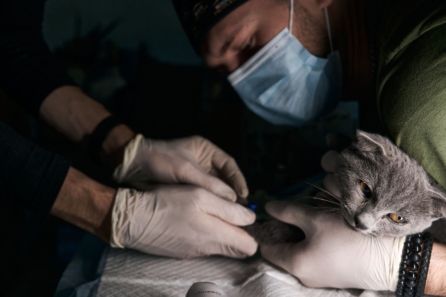 A veterinary surgeon examines a cat as another masked person holds it.