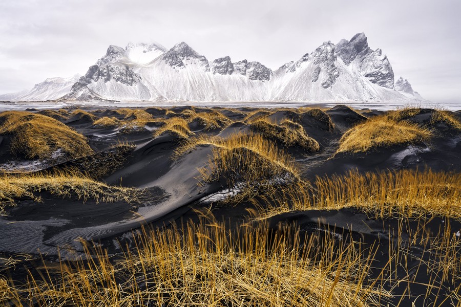Yellow tufts of grass stand on small hills on a black-sand beach, seen in front of snow-covered mountains.