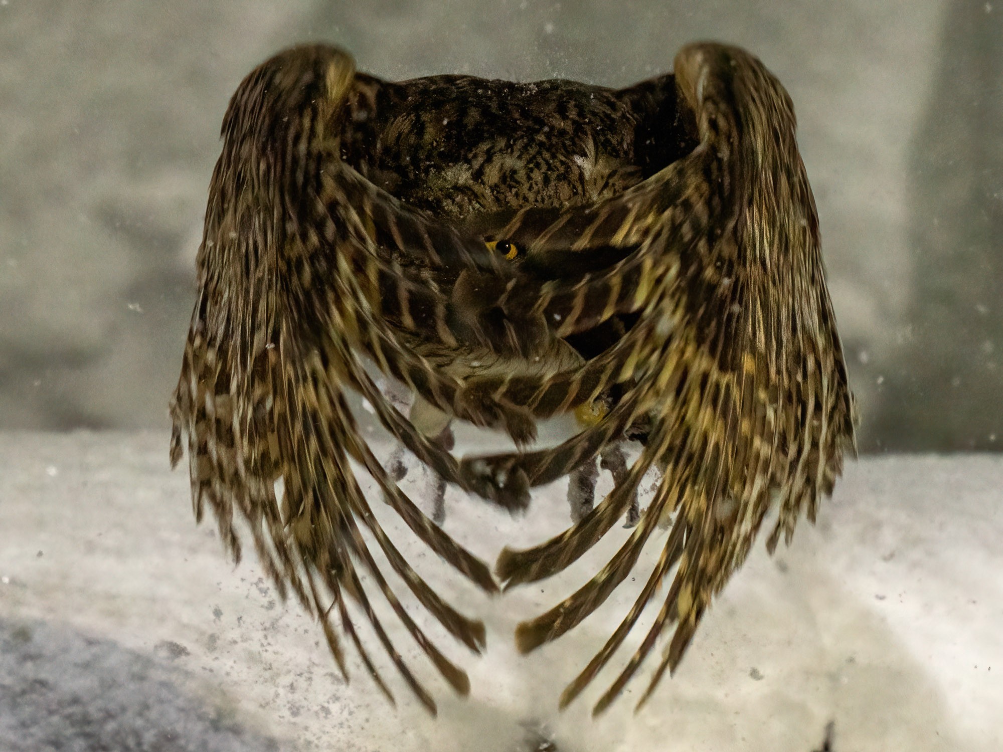 An owl, photographed during takeoff, with one of its eyes visible between flight feathers.