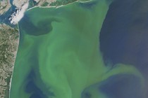 Algae blooms off the coast of New York and New Jersey
