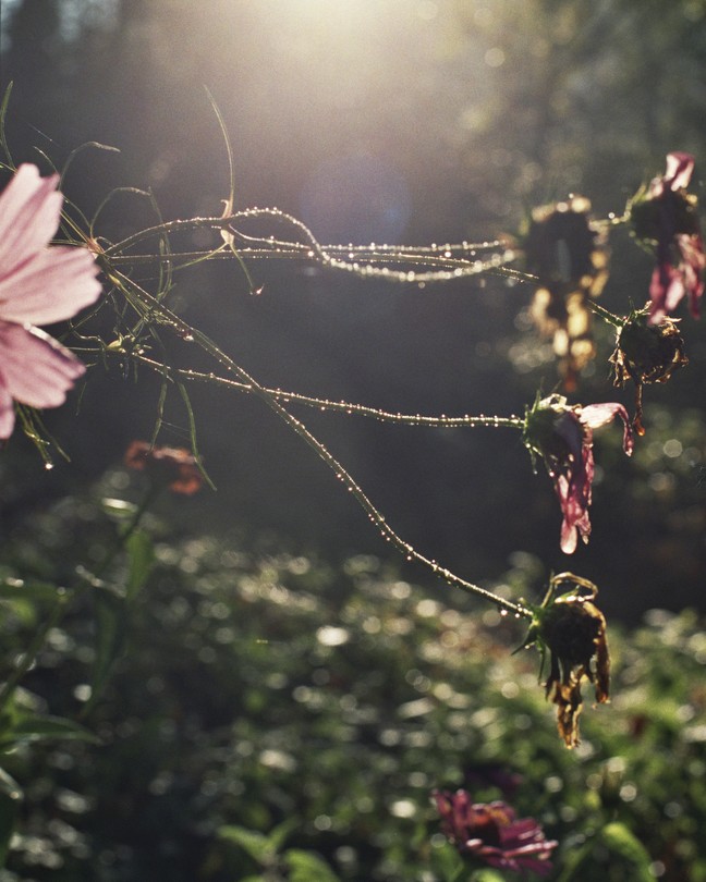 A plant with multiple dead or dying pink flowers, and one still in full bloom