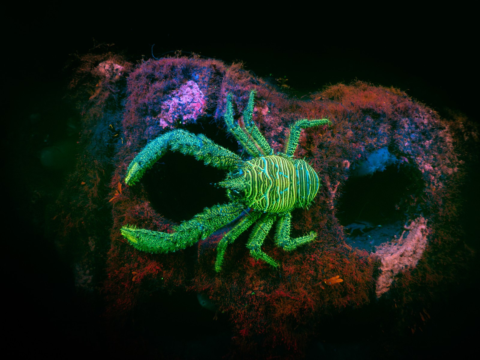 A spiny lobster glows bright green, seen underwater, illuminated and filtered to give it unusual color. 