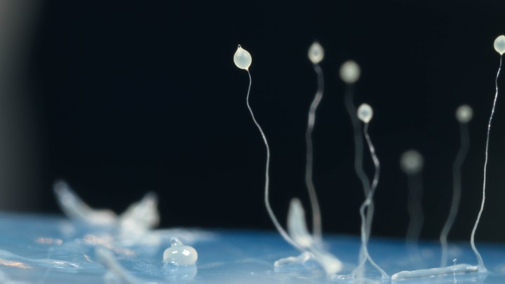 Dictyostelium discoideum