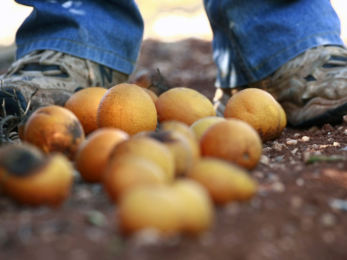 Florida Without Oranges - The Atlantic