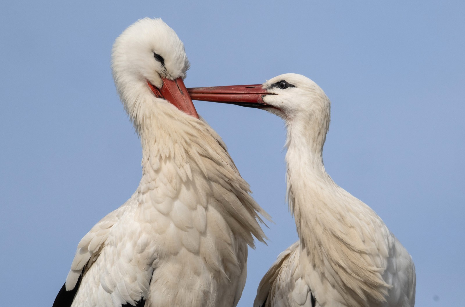 Two storks preen each other on their nest.