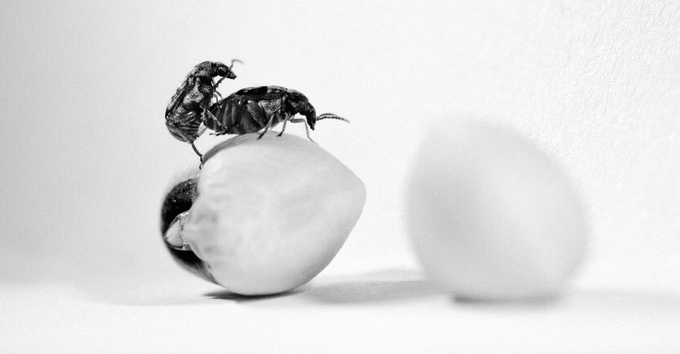 The story of seed-beetle sex has often been told in a very particular way, with the male in the evolutionary driver’s seat, his hapless mate taken a