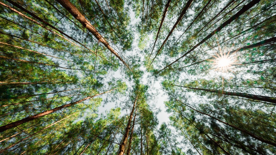 sunlight through the trees