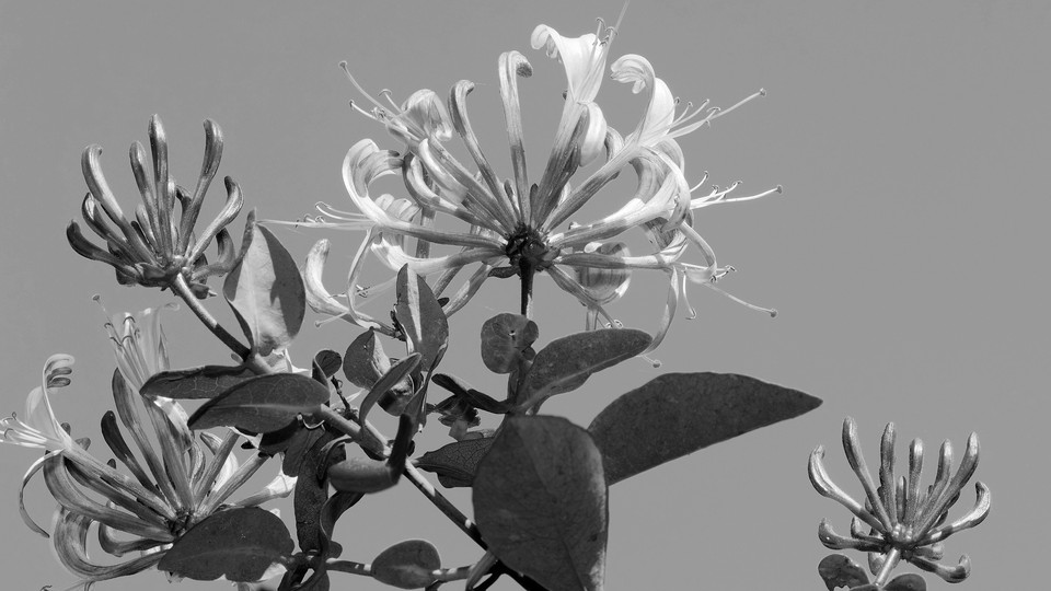 Flowers blooming in black and white