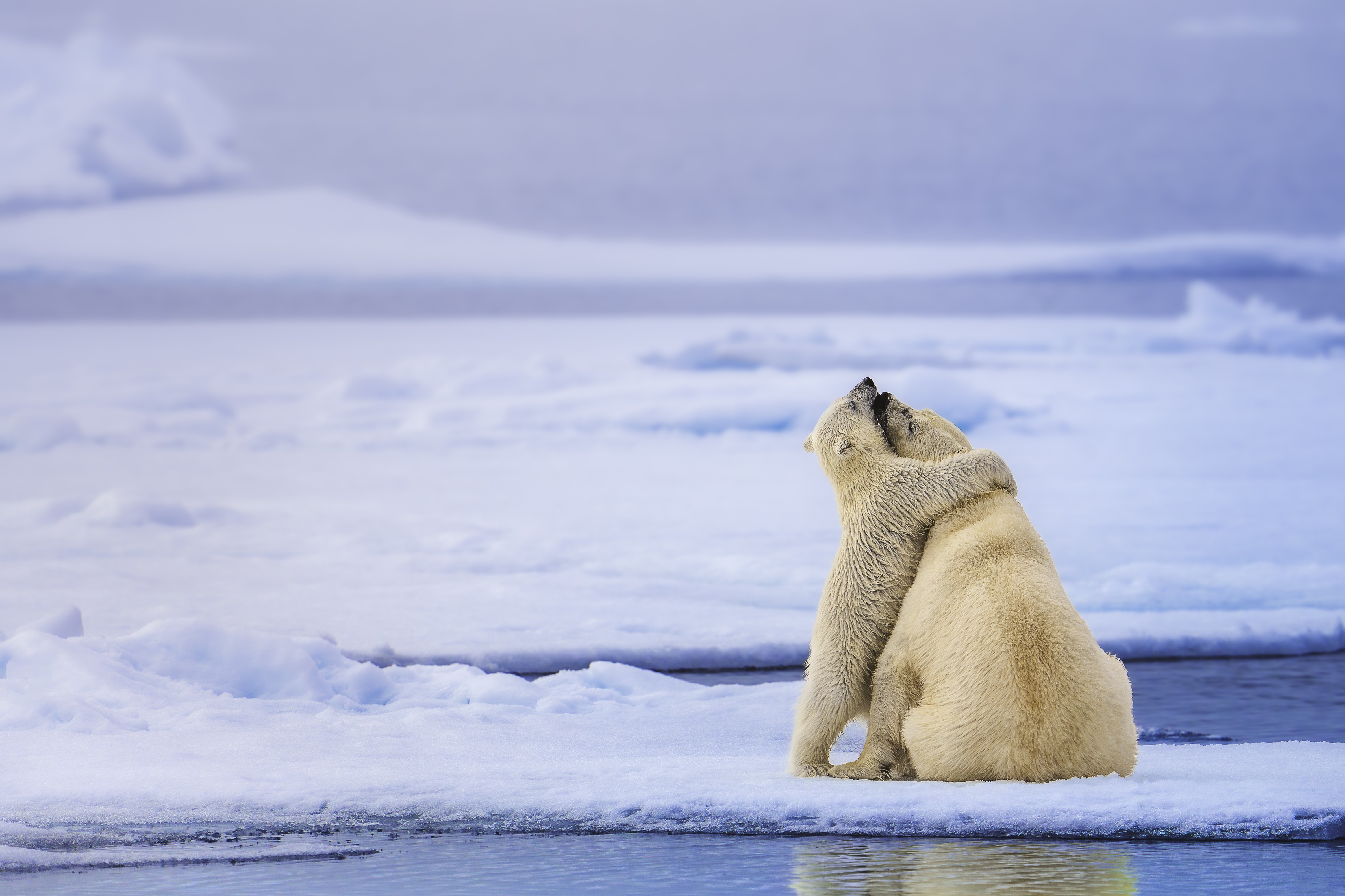 A polar bear cub hugs its mother, sitting on floating ice.