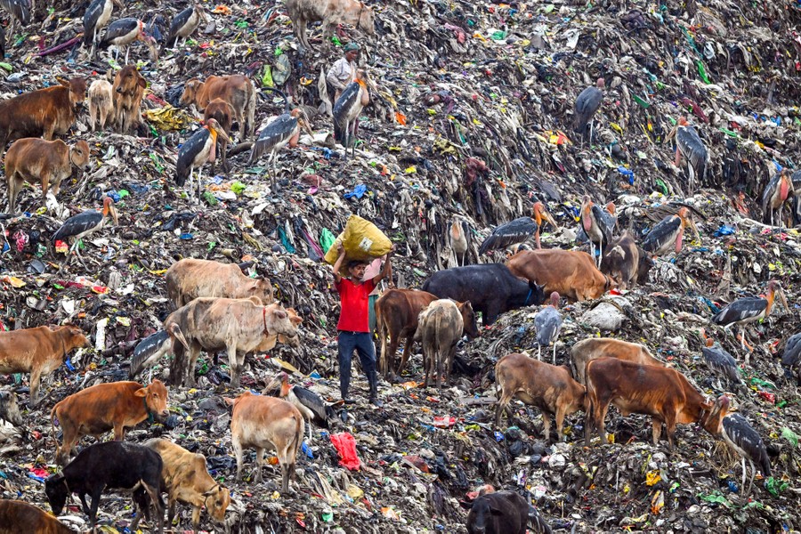 A couple of people walk across a mountain of garbage amid a crowd of cows and large storks.