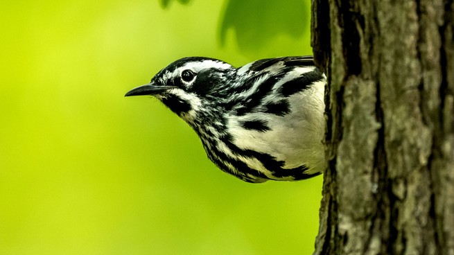 A black-and-white warbler