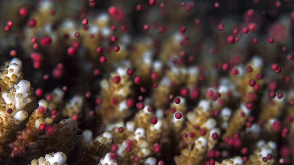 Coral release their eggs and sperm, in a wonder of synchrony.