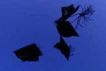 graduation caps being thrown into the air