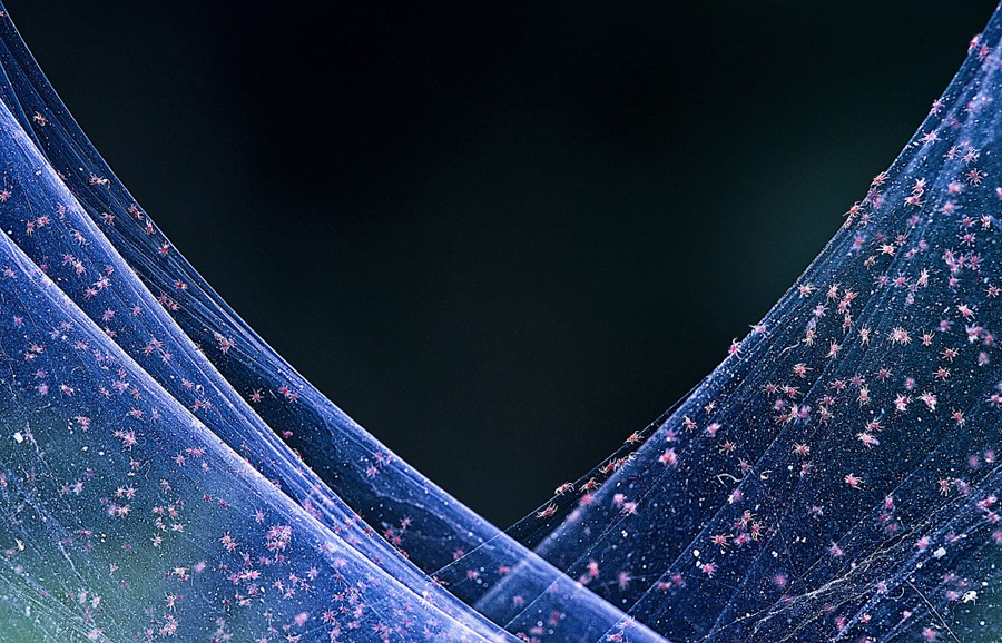 Tiny red spider mites climb on a web.