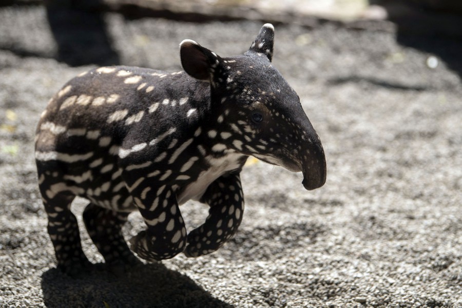 A young tapir calf runs.