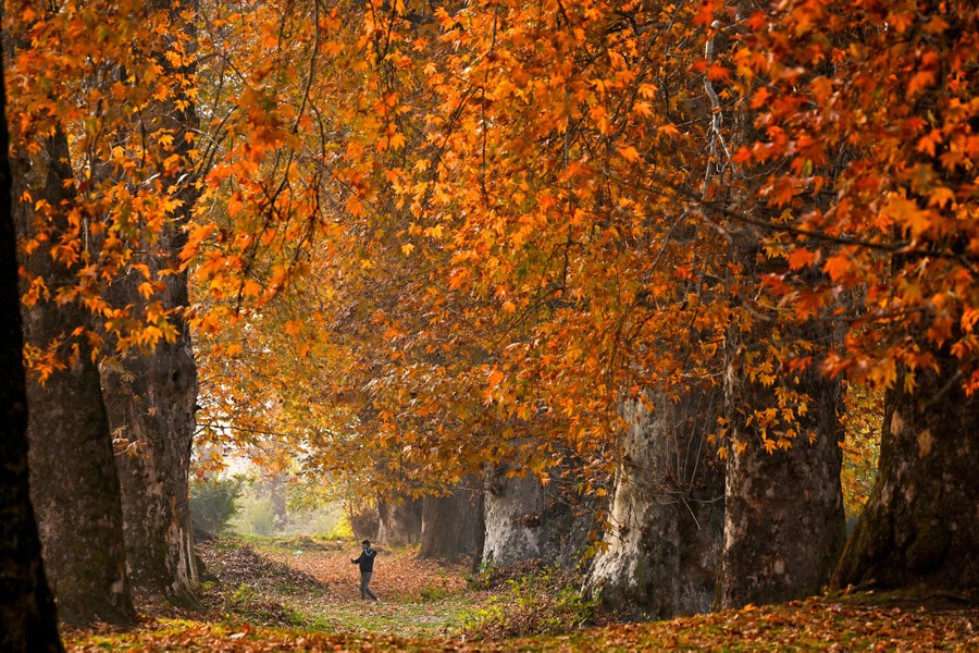 A man walks amid autumn-colored leaves.