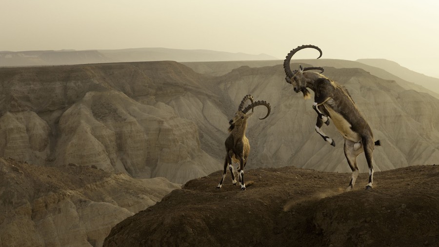 Two ibexes with long horns battle on the edge of a cliff overlooking a canyon.
