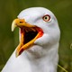 A shouting European herring gull